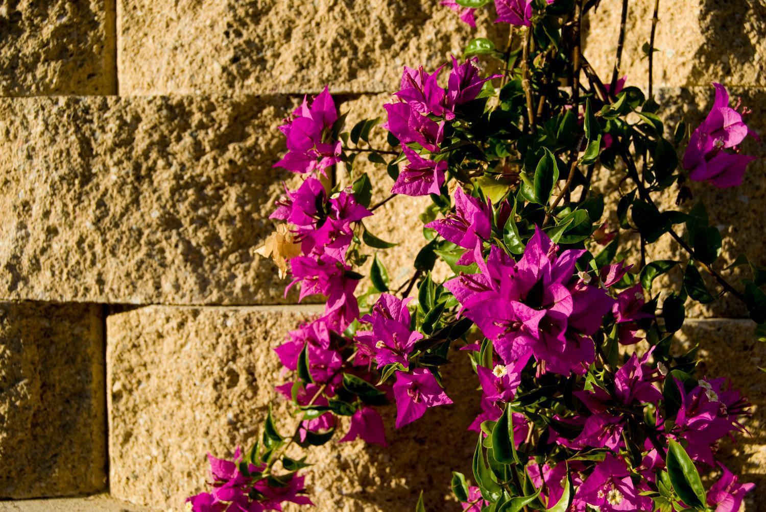 Agriturismo Il Falco SantʼElpidio a Mare Εξωτερικό φωτογραφία