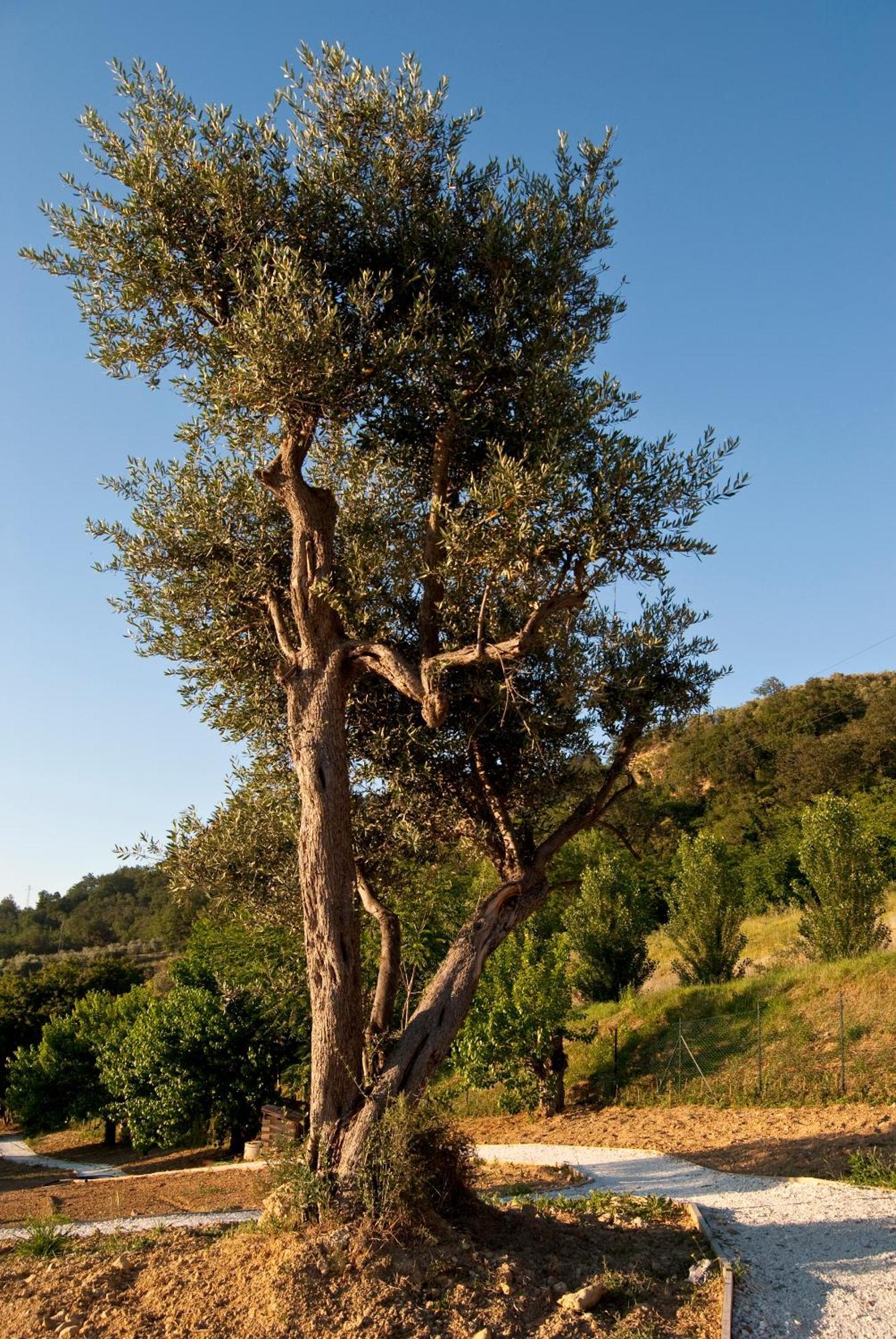 Agriturismo Il Falco SantʼElpidio a Mare Εξωτερικό φωτογραφία