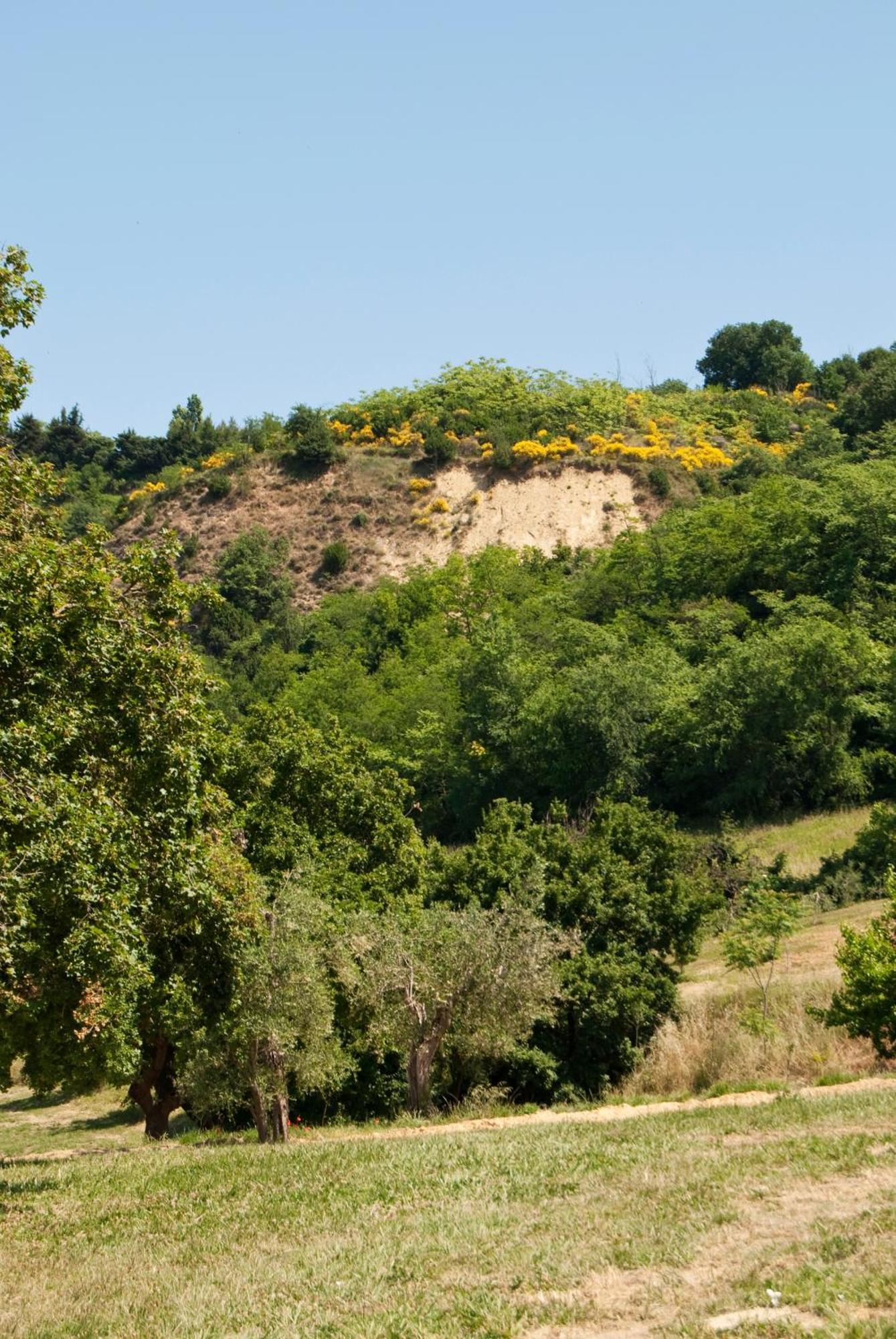 Agriturismo Il Falco SantʼElpidio a Mare Εξωτερικό φωτογραφία
